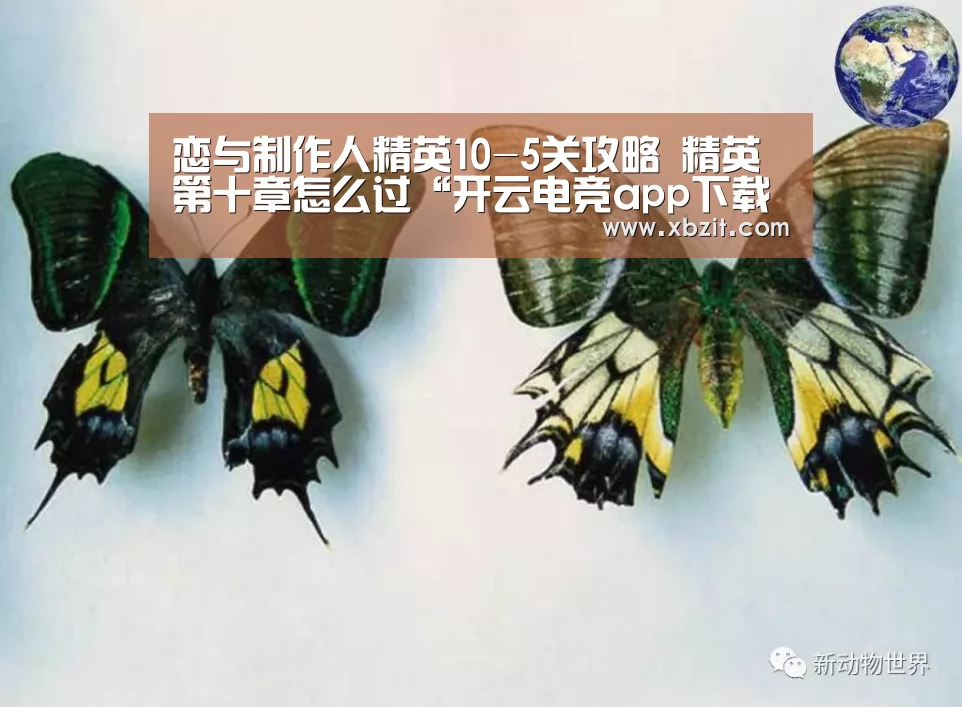开云电竞